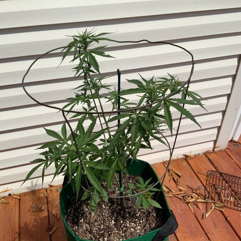 Unknown strain growlog timeline photo