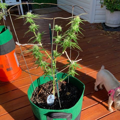 Unknown strain growlog timeline photo