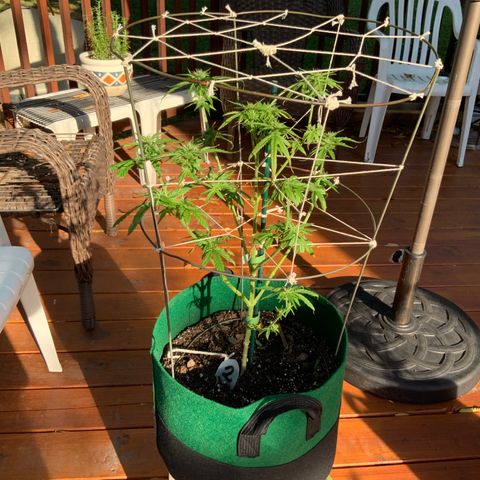 Unknown strain growlog timeline photo