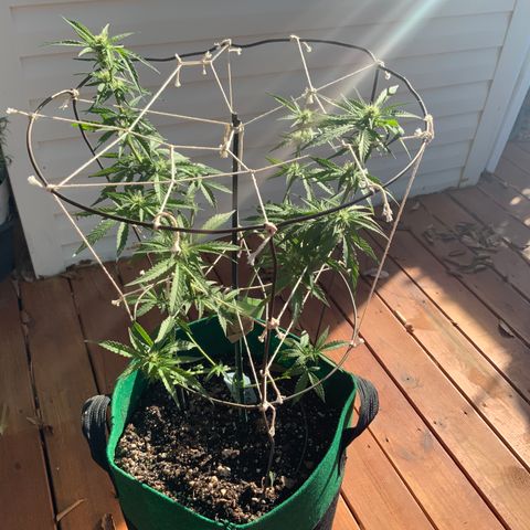 Unknown strain growlog timeline photo
