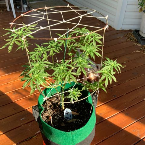Unknown strain growlog timeline photo