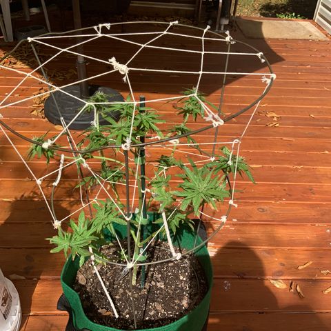 Unknown strain growlog timeline photo