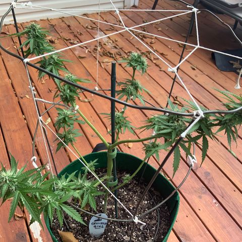 Unknown strain growlog timeline photo