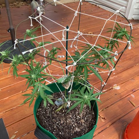 Unknown strain growlog timeline photo