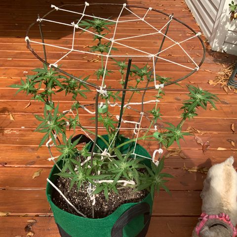 Unknown strain growlog timeline photo
