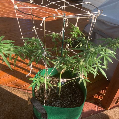Unknown strain growlog timeline photo