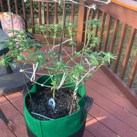 Unknown strain growlog timeline photo