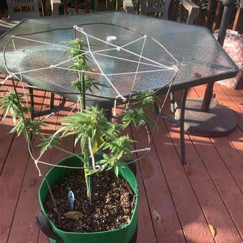 Unknown strain growlog timeline photo