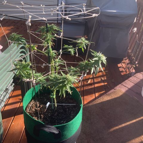 Unknown strain growlog timeline photo