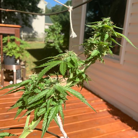 Unknown strain growlog timeline photo