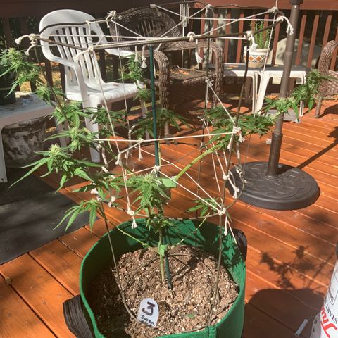 Unknown strain growlog timeline photo