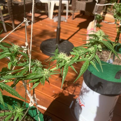 Unknown strain growlog timeline photo