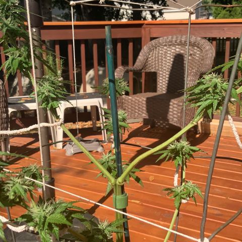 Unknown strain growlog timeline photo