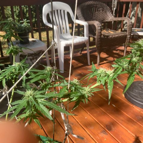Unknown strain growlog timeline photo