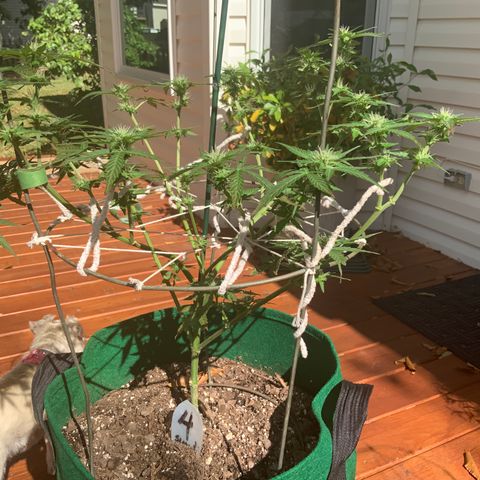 Unknown strain growlog timeline photo