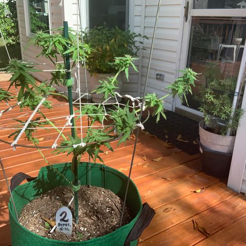 Unknown strain growlog timeline photo