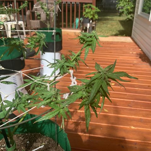 Unknown strain growlog timeline photo