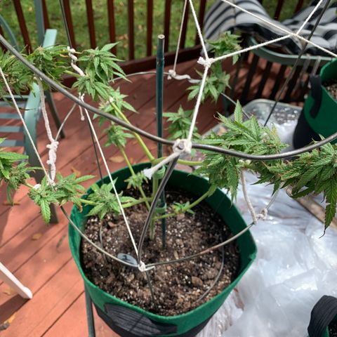 Unknown strain growlog timeline photo