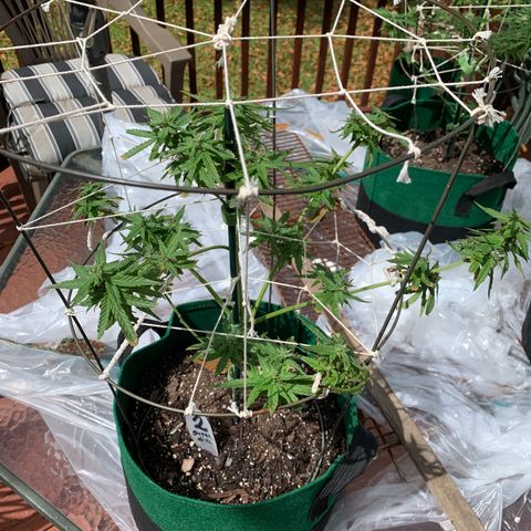 Unknown strain growlog timeline photo