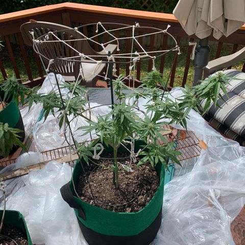 Unknown strain growlog timeline photo