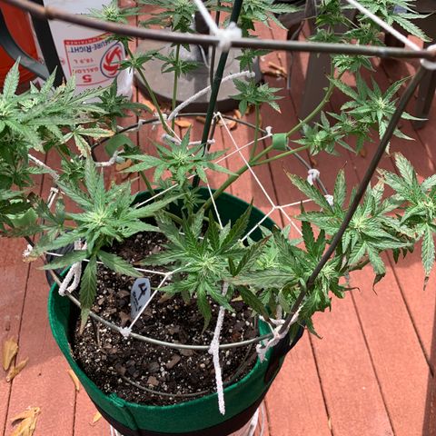 Unknown strain growlog timeline photo