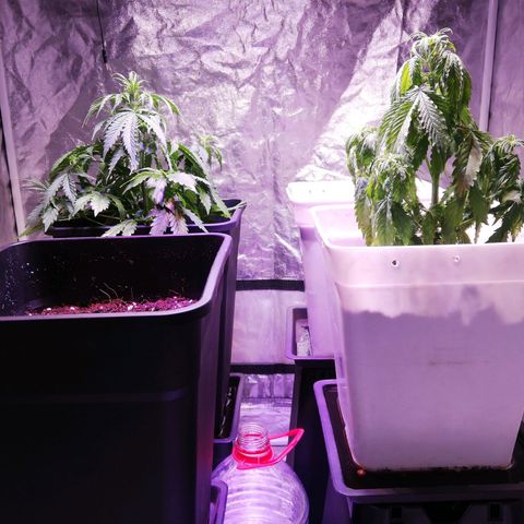 Crítical 3 growlog timeline photo