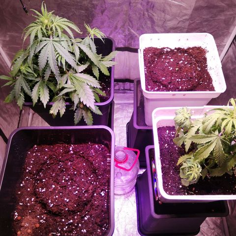 Crítical 3 growlog timeline photo
