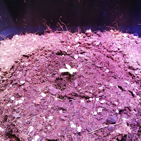 Crítical 3 growlog timeline photo