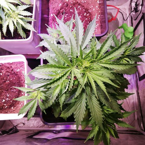 Crítical 3 growlog timeline photo