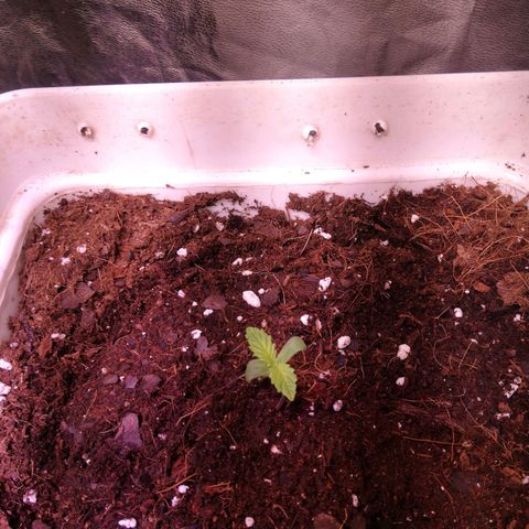 Crítical 3 growlog timeline photo