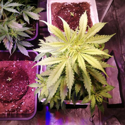 Crítical 3 growlog timeline photo