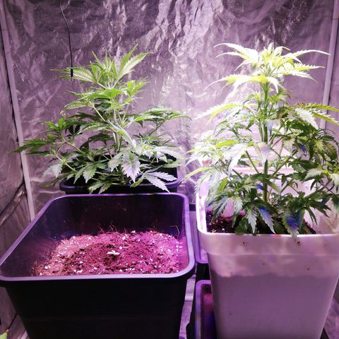 Crítical 3 growlog photo: Recuperación del 70% de crítical 2