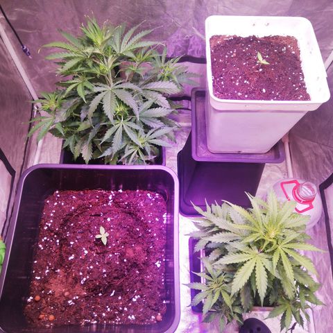 Crítical 3 growlog timeline photo