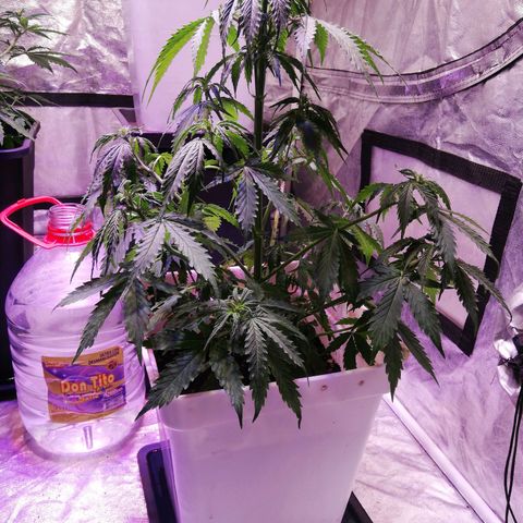 Crítical 3 growlog timeline photo