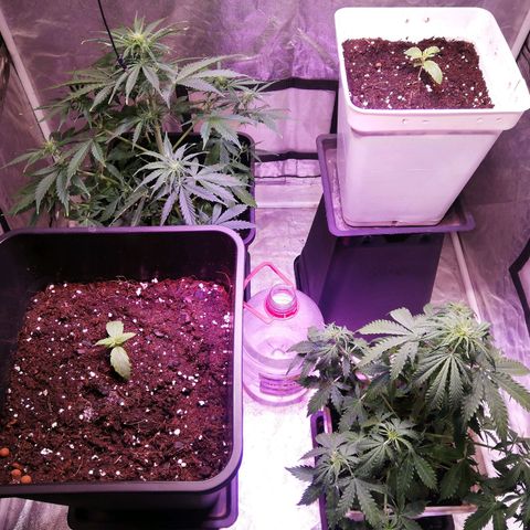 Crítical 3 growlog timeline photo