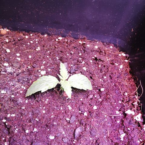 Crítical 3 growlog timeline photo