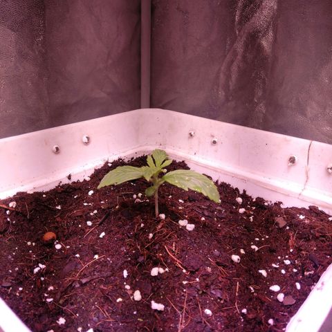 Crítical 3 growlog timeline photo