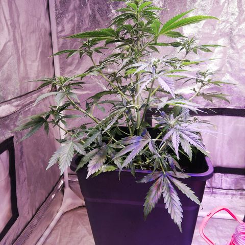 Crítical 3 growlog timeline photo