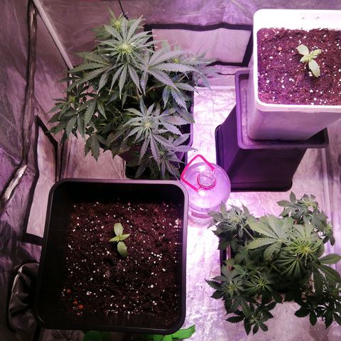 Crítical 3 growlog timeline photo