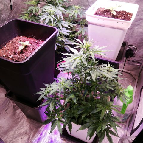 Crítical 3 growlog timeline photo