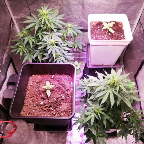 Crítical 3 growlog timeline photo