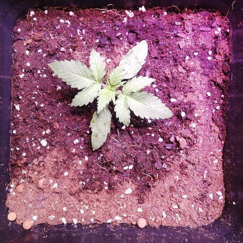 Crítical 3 growlog photo: LSD