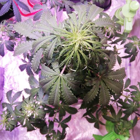 Crítical 3 growlog photo: LSD