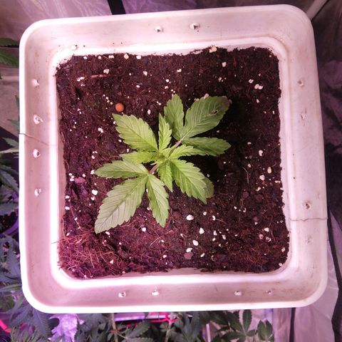 Crítical 3 growlog photo: LSD