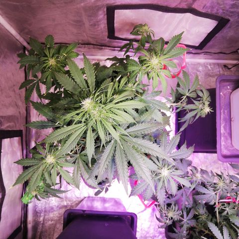 Crítical 3 growlog photo: LSD