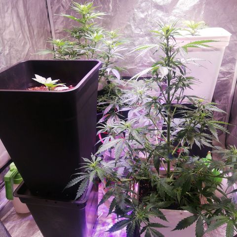 Crítical 3 growlog timeline photo