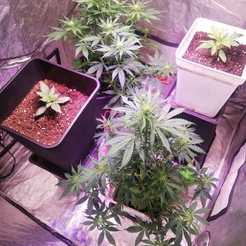 Crítical 3 growlog timeline photo