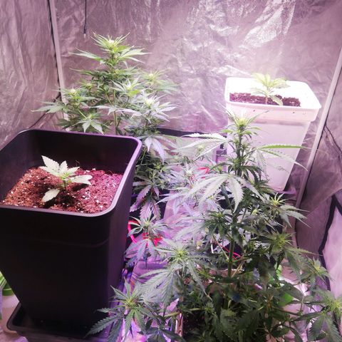 Crítical 3 growlog timeline photo