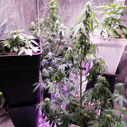 Crítical 3 growlog timeline photo