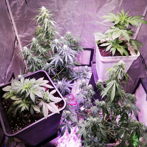 Crítical 3 growlog timeline photo